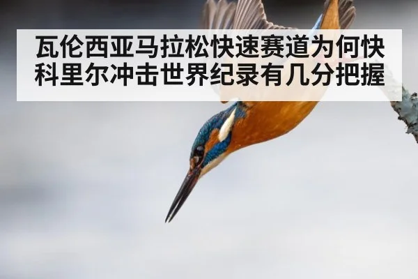 瓦伦西亚马拉松快速赛道为何快 科里尔冲击世界纪录有几分把握